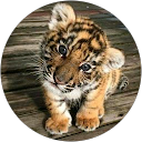 Narmada priya profile picture